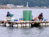 菅浜で釣り筏を楽しむ釣り人の様子